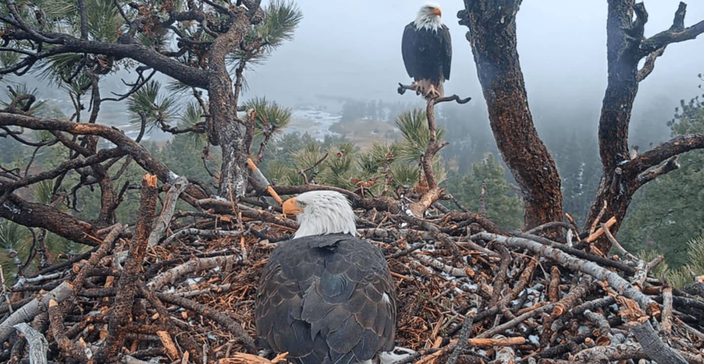 PROTECT THE NEST COLLECTION